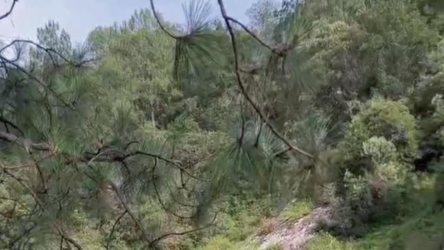 女子爬上树捡风筝，结果卡住下不来，幸好被路过的陌生男子抱下来