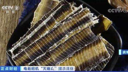 一公斤蚯蚓干能卖300元？蚯蚓做梦也没想到自己能遭到了灭绝式捕杀