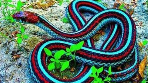 “冰火蛇”为何会被认为是地球上最毒的蛇？它是什么来头？