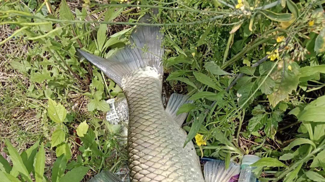 氨基酸|草鱼如何钓？新手鱼种垂钓教学