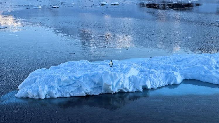 南极洲变暖速度过快，无法保证生物多样性，线虫和帝王企鹅减少