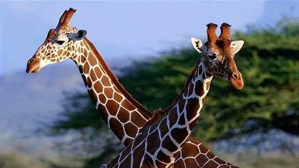 90％的长颈鹿是“同性恋”？错，为了留下后代，长颈鹿做足了功课