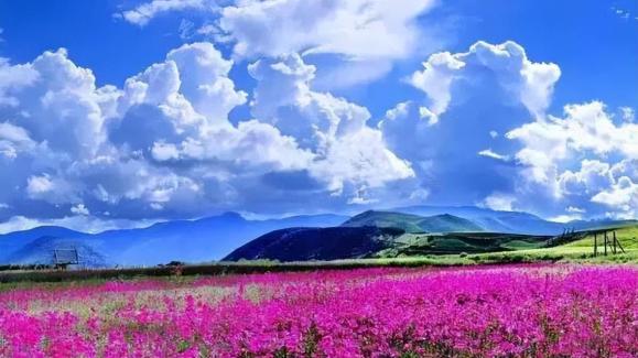 香格里拉|香格里拉大四赏花地，秋天仅剩一处绝美