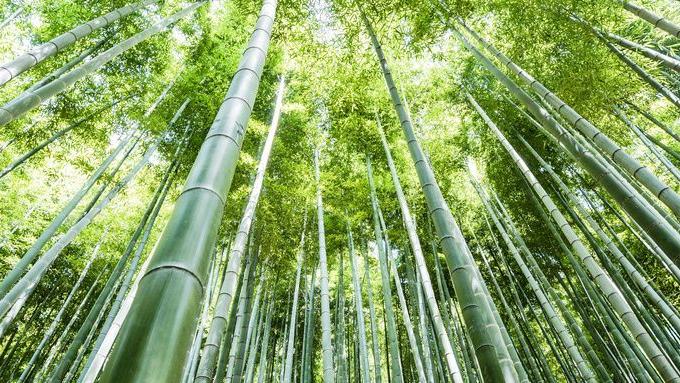 露营|绿竹入幽径，走进竹海深处，感受春夏之季的这一抹生机盎然