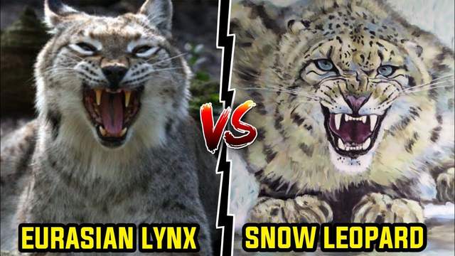 猞猁vs雪豹，当屠狼机器遇到狗熊杀手，谁会笑到最后呢？