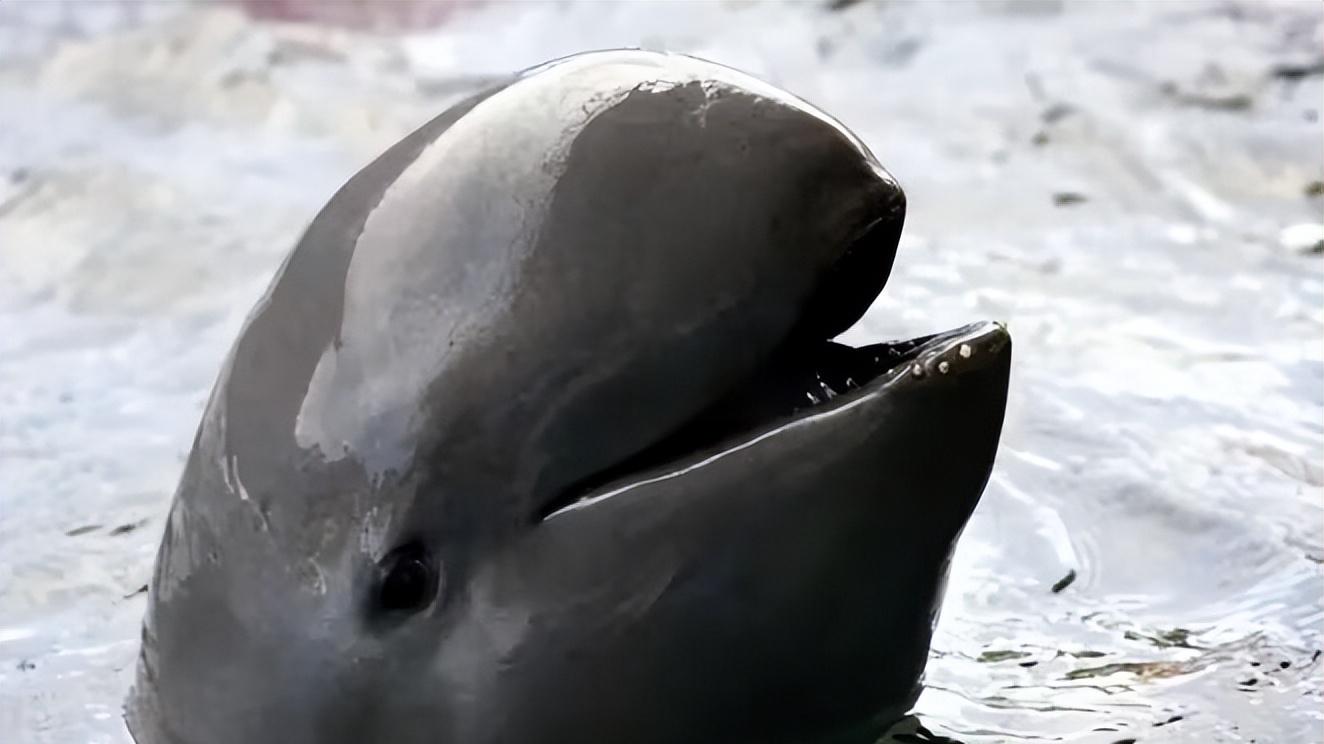 呆萌的稀有肥宅快乐海豚─伊河海豚