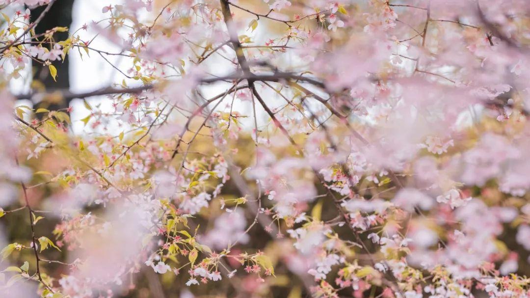 百变小樱|cos：魔卡少女樱cos正片@风眠眠