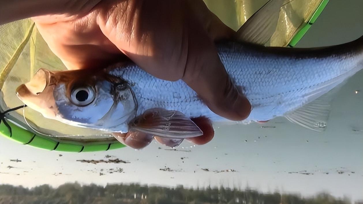 |台钓为啥用双钩，能不能用单钩或者三钩、四钩？