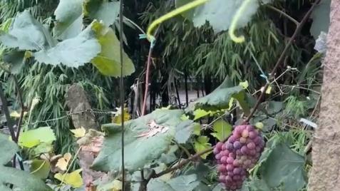 重庆男子喝老婆自酿葡萄酒中毒，结果老婆又端一杯，老公眼神亮了
