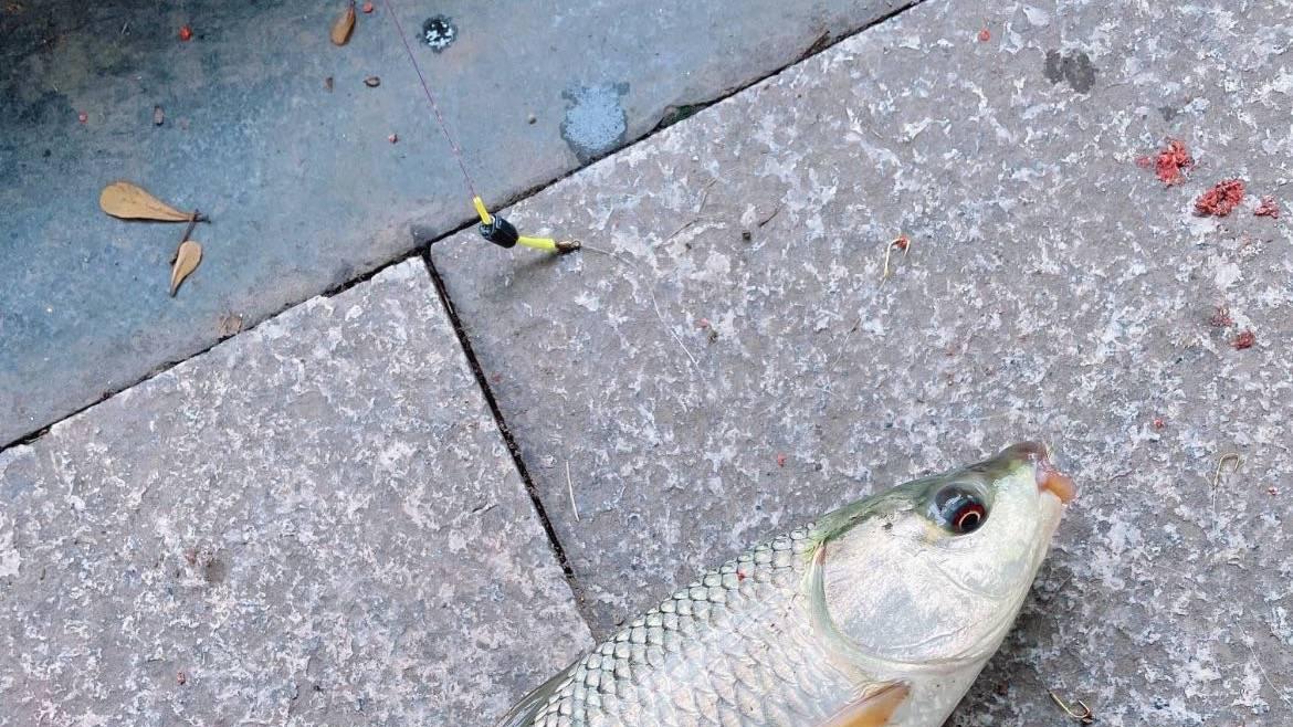 |之前看好的都是早上涨水，奈何今天又变了，但是我可以克服