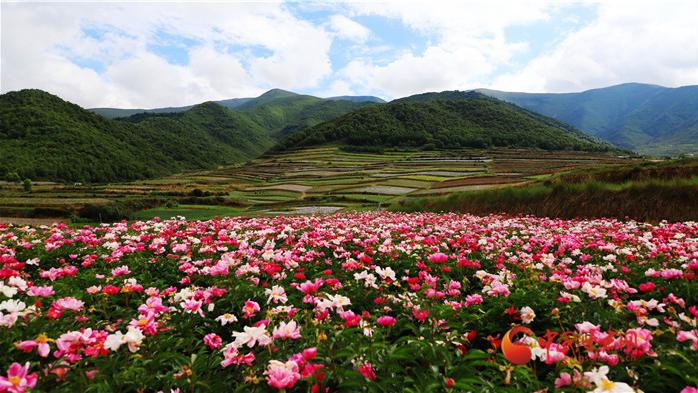 敦煌|夏日梯田美 高山芍药香