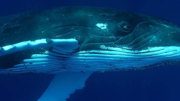 鲸背部被螺旋桨割成麻花，伤口深30cm，这有多疼！但它活下来了