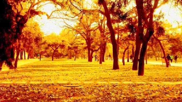 11月10日 十月十七 ，十二生肖运势与注意事项