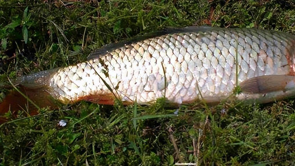 |钓友分享了一种特殊的钓饵，用了之后都说很好。