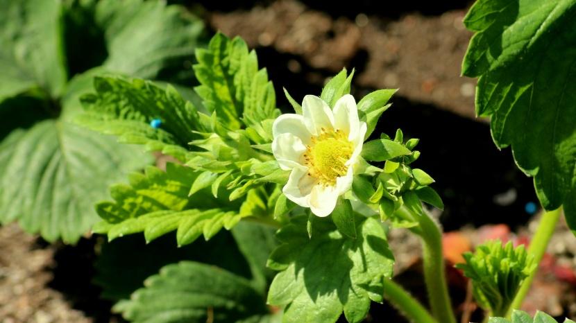 招聘|爱上一个人就会很专情的星座，很少有人能够动摇其爱情