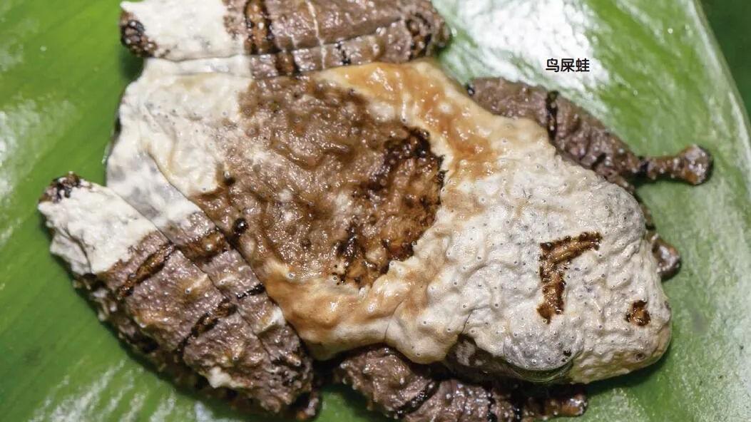 另类的伪装——装成“大便”
