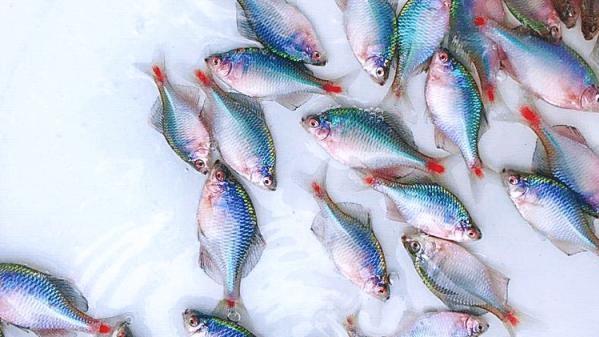 鳑鲏|鳑鲏为什么会让钓鱼人，这么的不受待见呢？