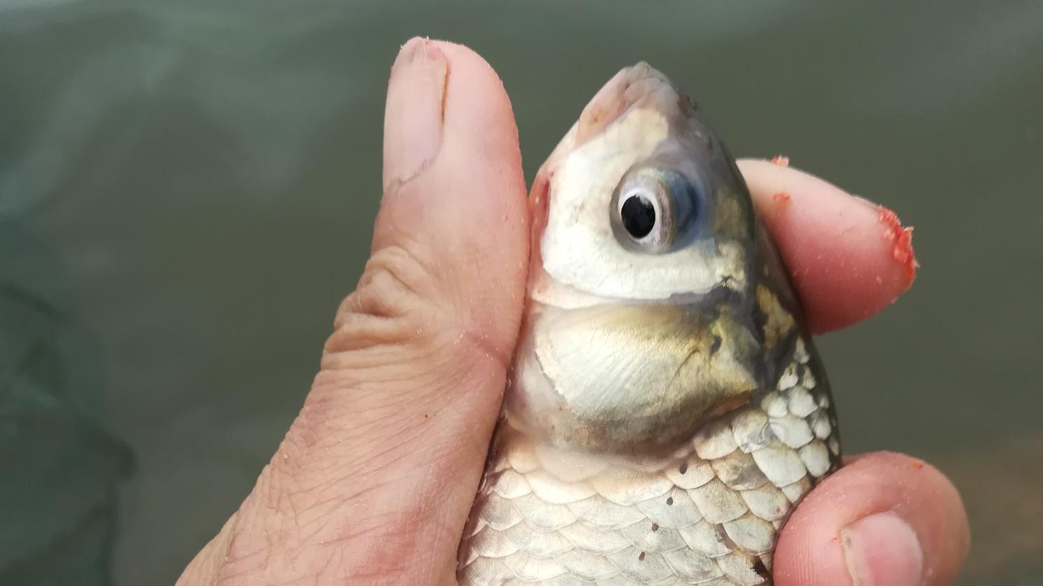 摩尔庄园|打窝技巧分享之补窝鱼不吃钩，原因在这里，看完你还敢乱打窝吗