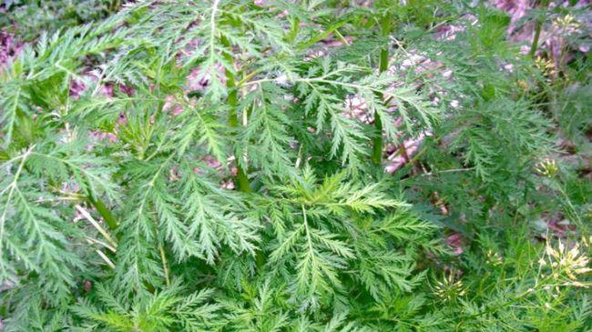 米粉|曾经风靡全国的宝塔糖，为何突然销声匿迹了？
