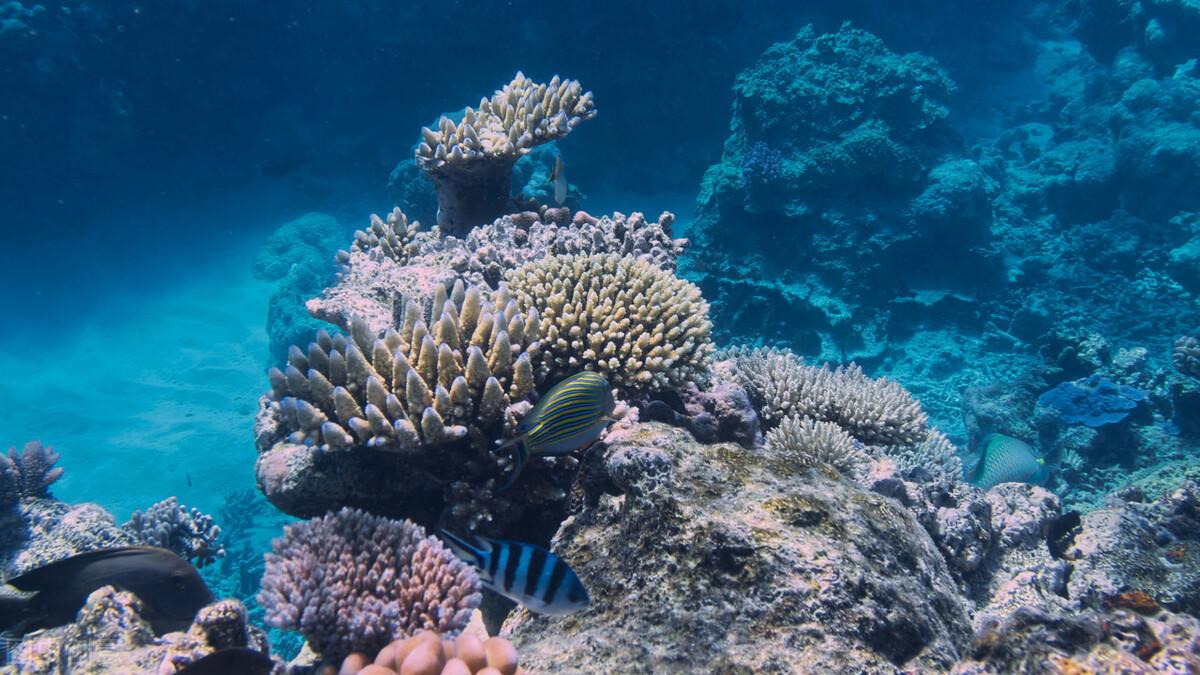 招聘|今年暑期，澳大利亚留学申请该如何准备？