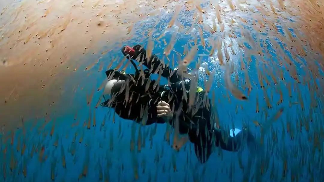 总数达780万亿只，每年被吃掉3亿吨，南极磷虾有望成为人类的深海粮仓！