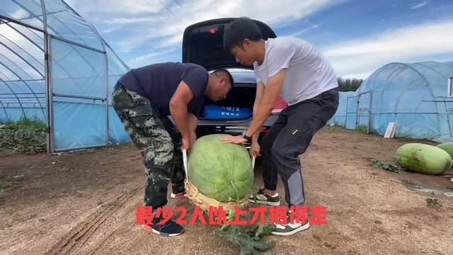 内蒙古175斤大西瓜拍出15万天价？一人搬不动，网友：吃了能成仙？