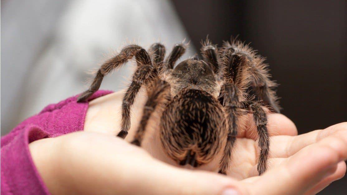 世界上最大的蜘蛛，成年后比人的手掌还大！