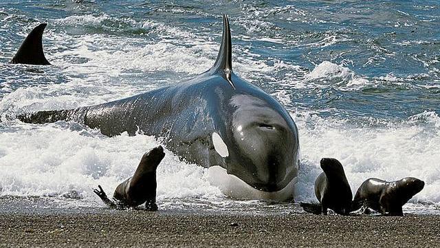 连大白鲨都吃的虎鲸，为何偏偏对人类非常友好？