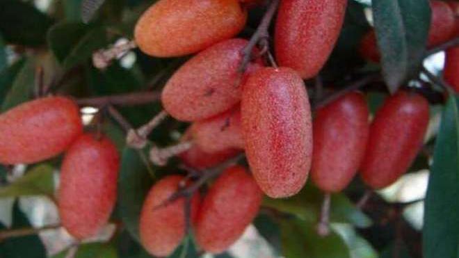 仅仅4种水果, 认全的不多, 第一种就难倒一大片!