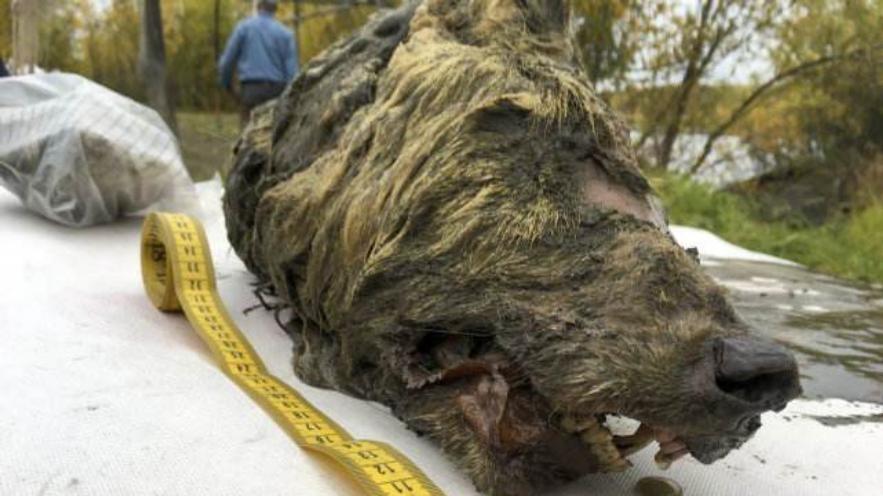 北美挖出3万年前的生物尸体，长1.4米、毛发完整，人类该警惕了吗