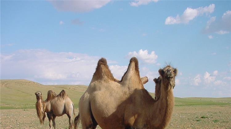 漠河|在沙漠旅途中，遇到骆驼的尸体别乱碰，这是为何？导游这样说