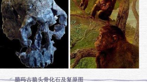 古猿“露西”，为何被称为人类最早的祖先？