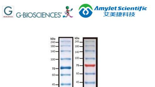 G-Biosciences PAGEmark? 蛋白质标记物方案