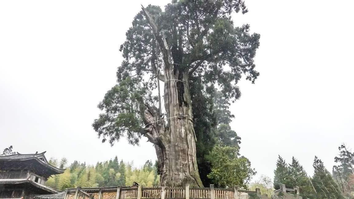 世界上最坚强的树，已经活了1500年，如今靠钢架和营养液支撑