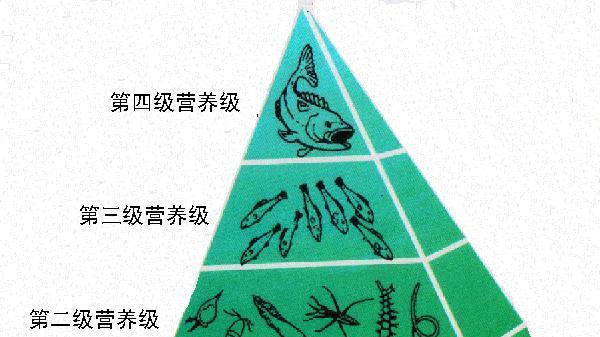 5000米深渊，科学家发现鲨鱼“墓地”，动物临死前真会选择场所？