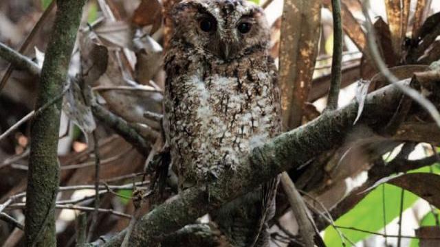 灭绝多年的生物不断出现，或是地球在“重新洗牌”？真相引人深思