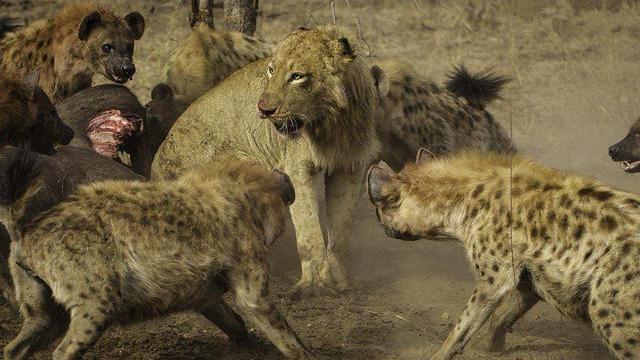 狮子都怕的鬣狗！靠掏肛术称霸非洲，实属无奈之举？