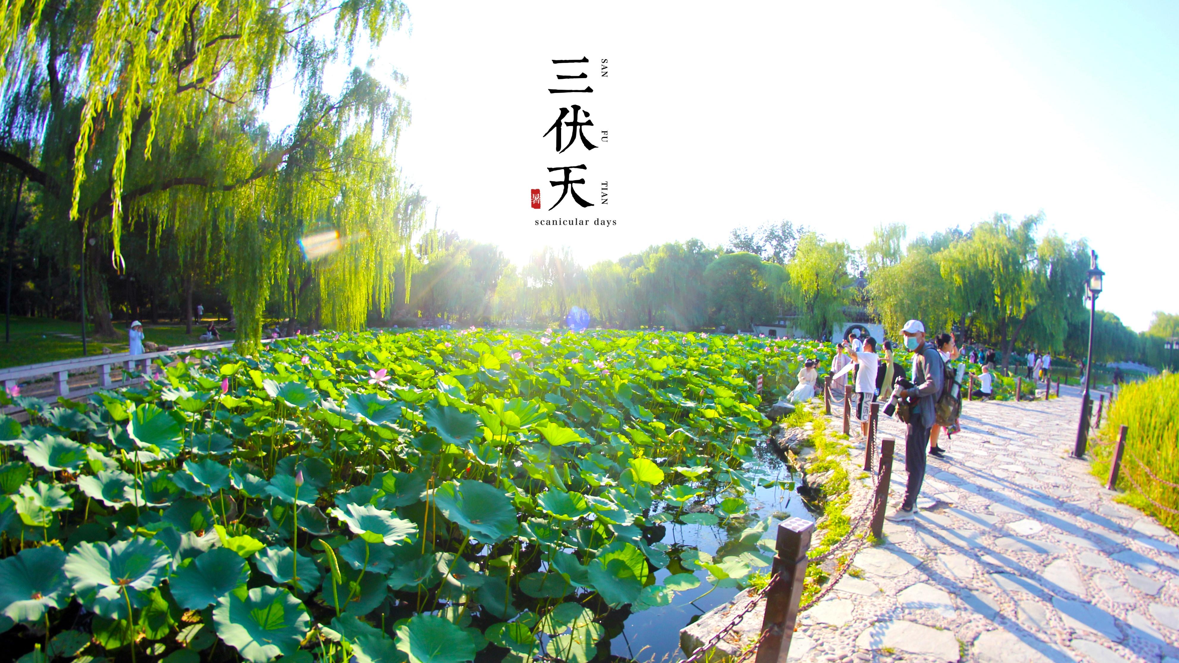 北京市|北京赏荷宝藏公园，仅需2元穿越江南梦境，画面美得不真实
