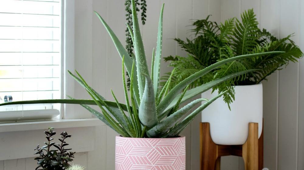 老男人|49岁的中年妇女进城，为了一根金项链疯狂地迷恋上了“老男人”