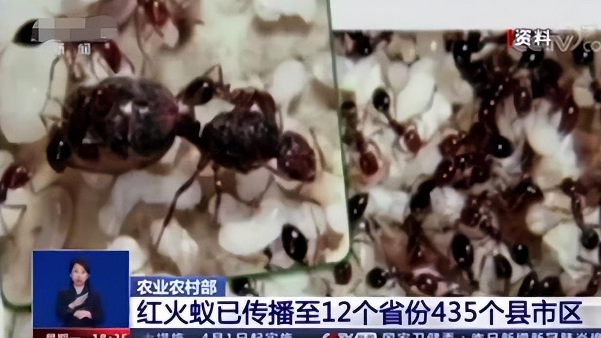 红火蚁咬人导致休克，近年来杀死十多人！被咬了该如何处理？