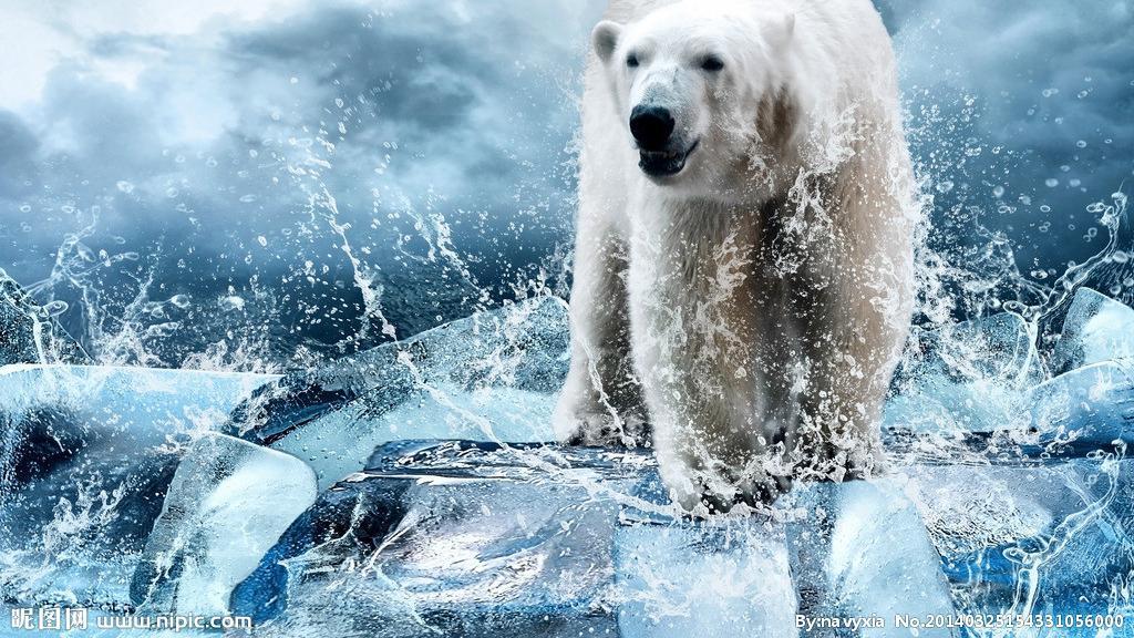 北太平洋暖流的入口，是北极熊的天然宿家