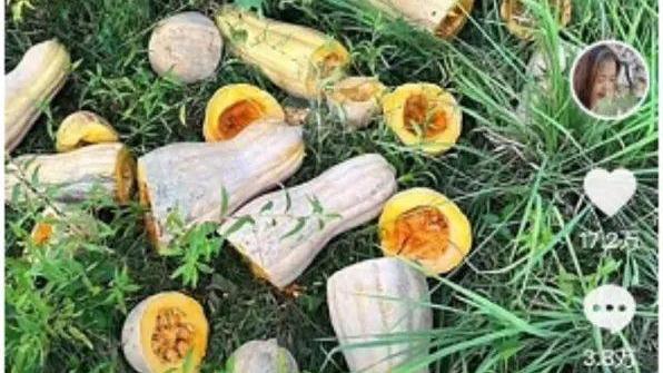 “组团”偷瓜还以死威胁？“高龄”不是免责金牌