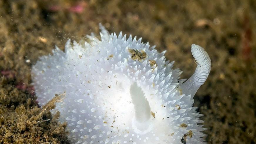 图集：30种海蛞蝓 就像潜伏在地球的外星生物