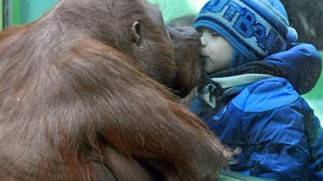 38年前，黑猩猩的心脏被医生移植给一名小女孩，最终怎样了？