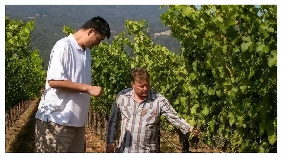 勇士队|揭秘：11年前，姚明花720万美刀买下的葡萄园，如今赚了多少钱？