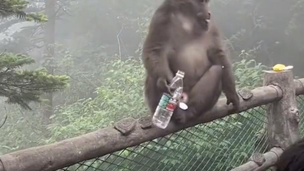 四川一猴子安静炫矿泉水，游客突然一个动作女子怒了：太没素质！