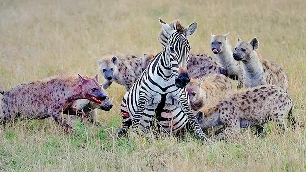 斑鬣狗为啥喜欢掏肛，动物被掏肛时为什么原地不动？看完就明白了