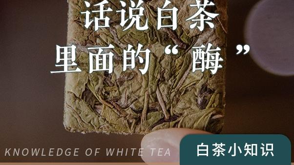 话说白茶里面的“酶”