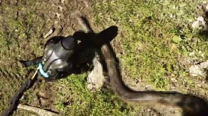 如果你落入蟒蛇腹中，能否划开蛇肚出逃？美国科学家曾亲身实验！