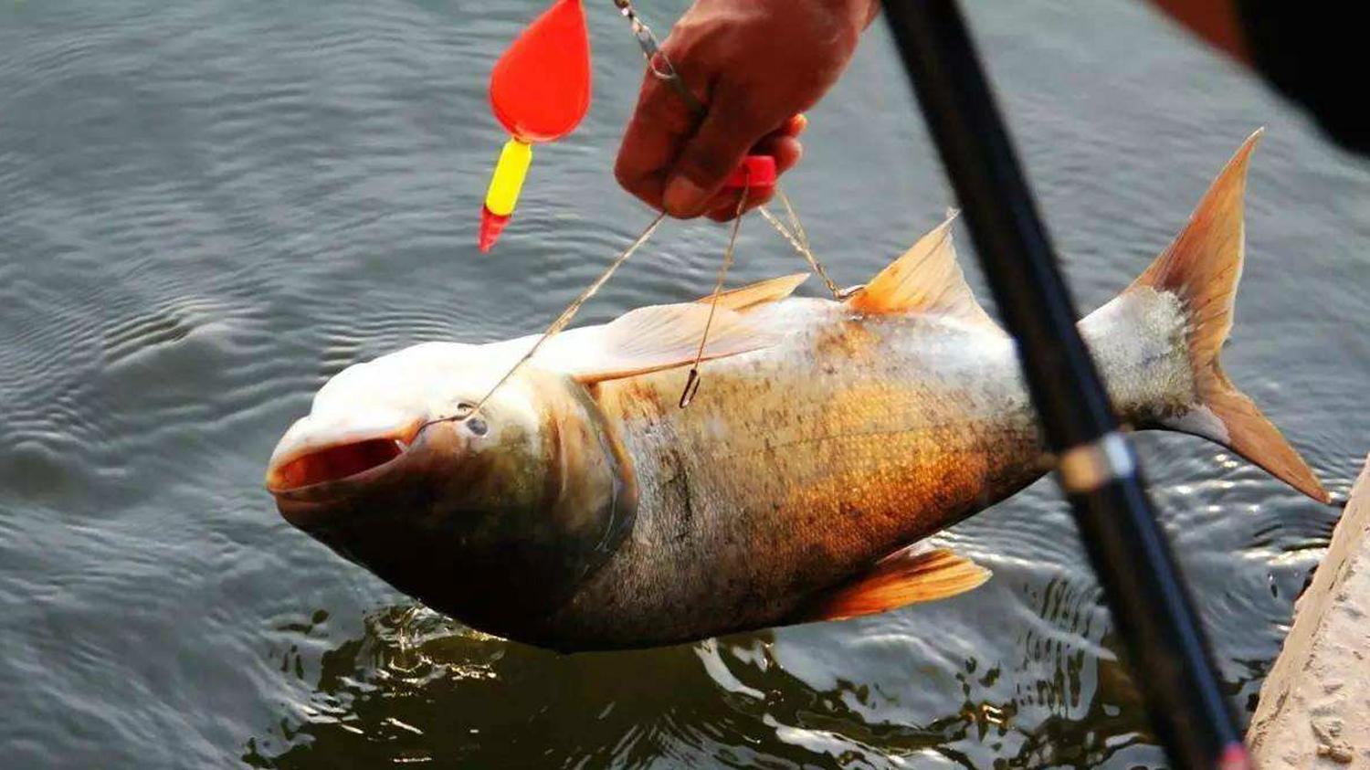 高手们|为什么钓鱼高手们都钓不过邓刚？多角度分析邓刚钓鱼的厉害之处